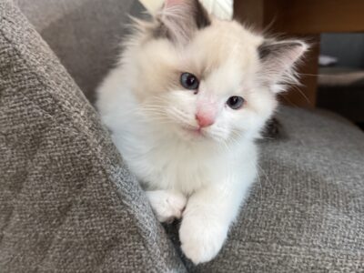 2 Male Ragdoll Kittens for sale