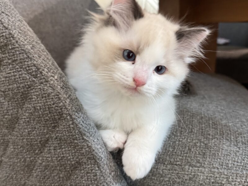 2 Male Ragdoll Kittens for sale