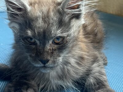 Maine Coon Kittens - Mr. Majestic!