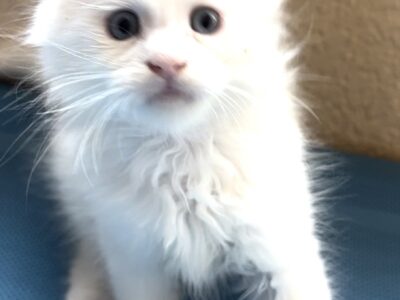 Maine Coon Kittens - SnowFlake