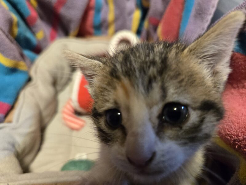 Sweetest kitten ever