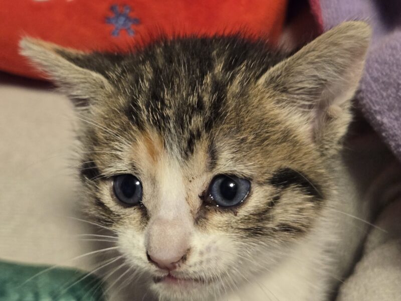 Sweetest kitten ever