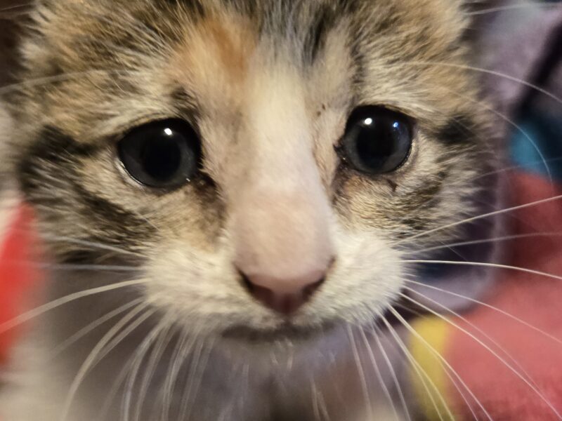 Sweetest kitten ever