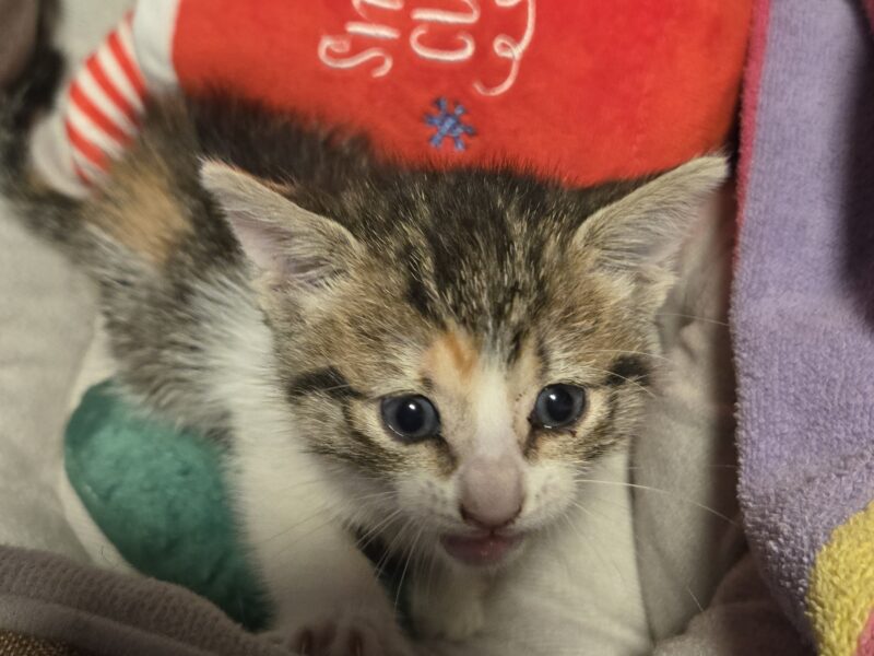 Sweetest kitten ever
