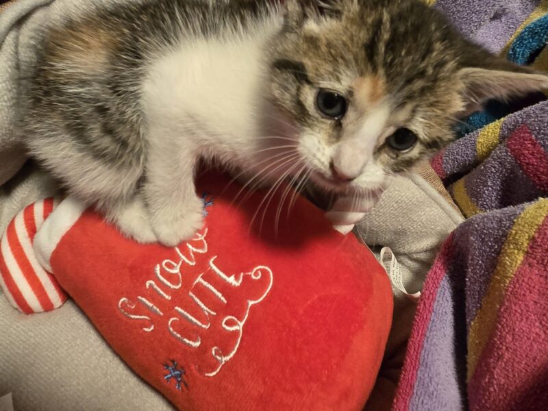 Sweetest kitten ever