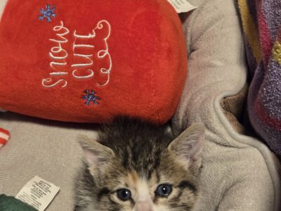 Sweetest kitten ever