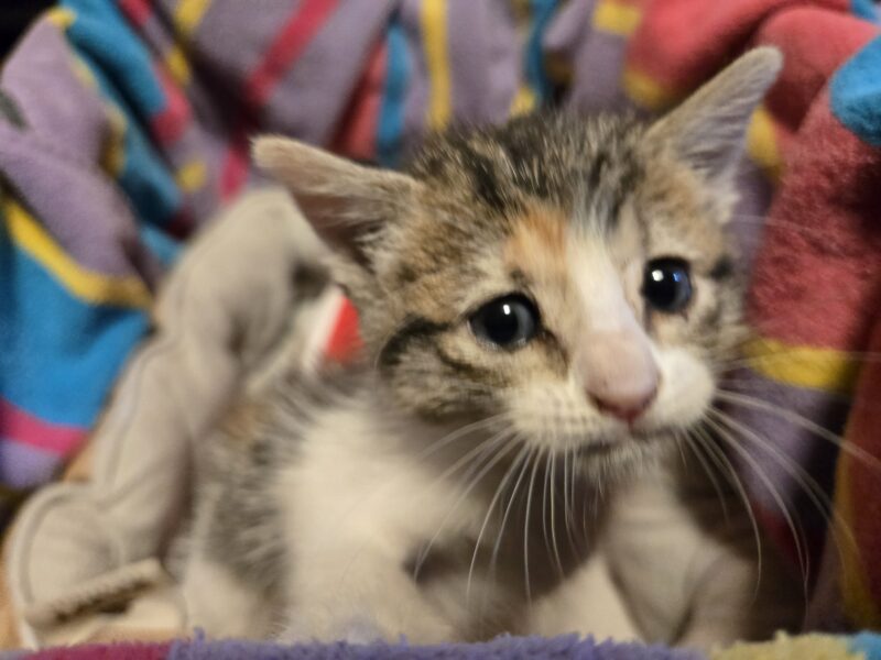 Sweetest kitten ever