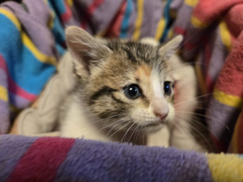 Sweetest kitten ever