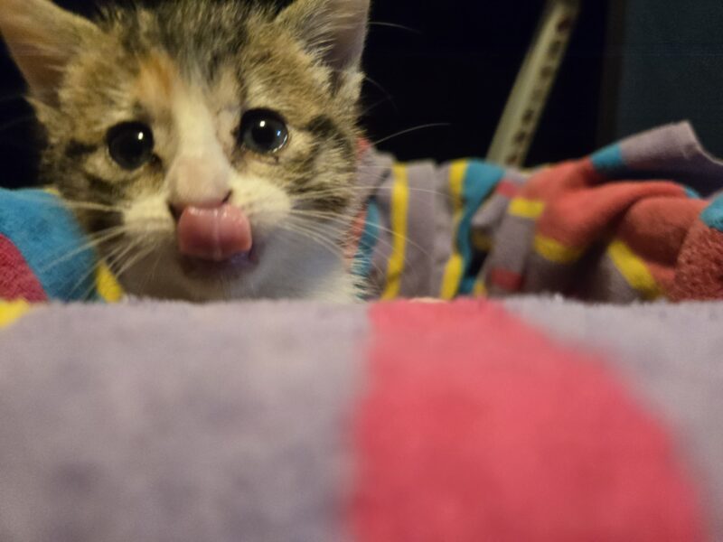 Sweetest kitten ever