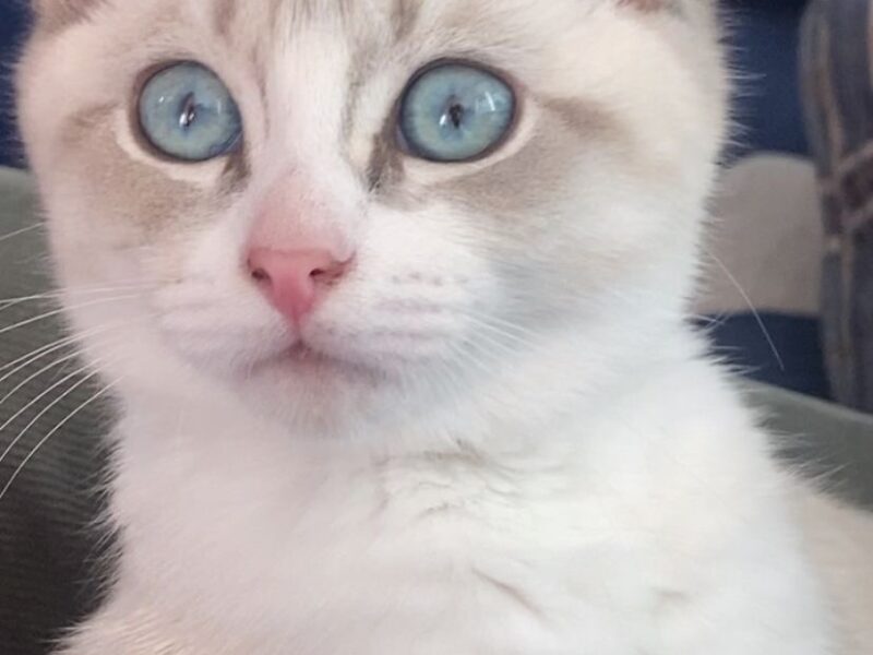 Beautiful Siberian Kitten Sweet & Playful Companion