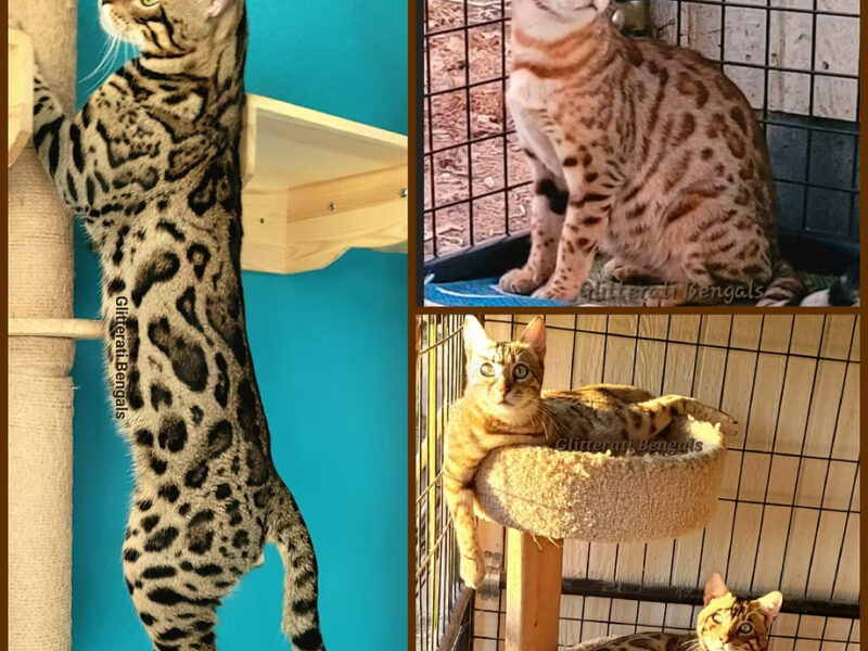 AC SLATER X ALLIE Welcomed Six Kittens!