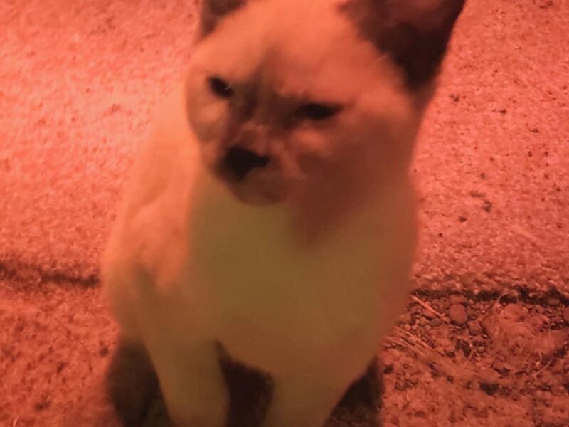 Beautiful Snowshoe Siamese Kittens