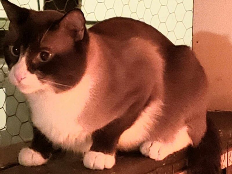 Beautiful Snowshoe Siamese Kittens