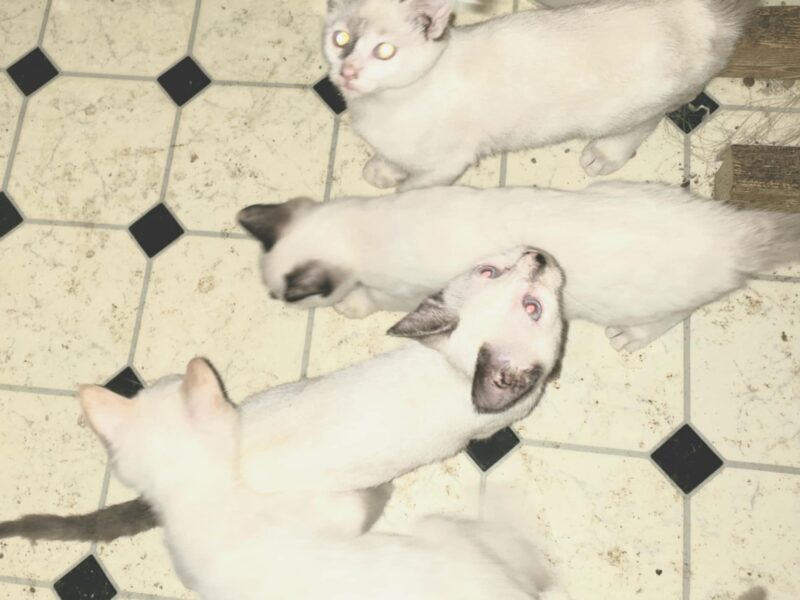 Beautiful Snowshoe Siamese Kittens