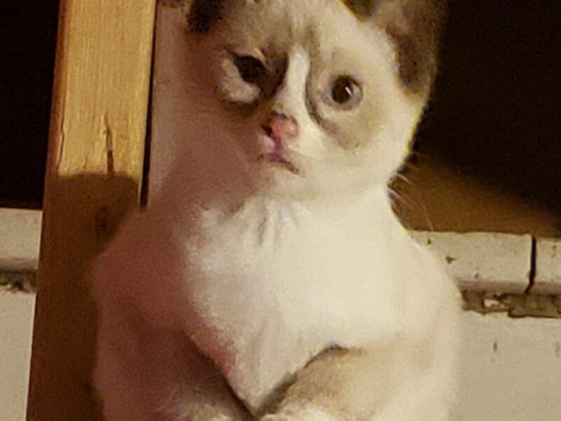 Beautiful Snowshoe Siamese Kittens