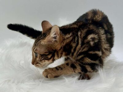 Our Waiting List is Open!