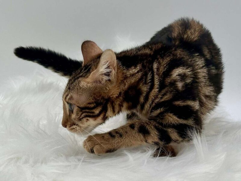 Our Waiting List is Open!