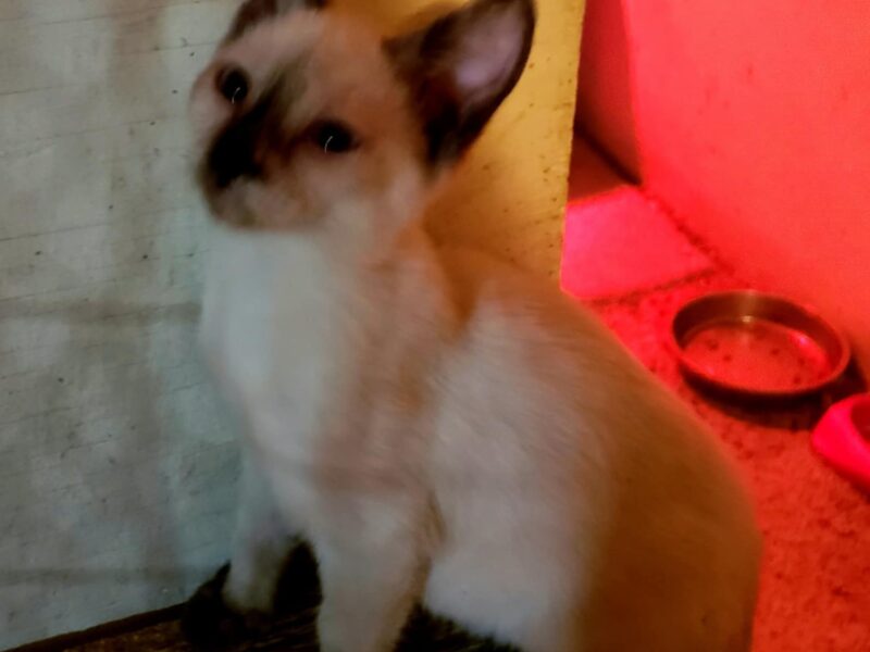 Beautiful Snowshoe Siamese Kittens