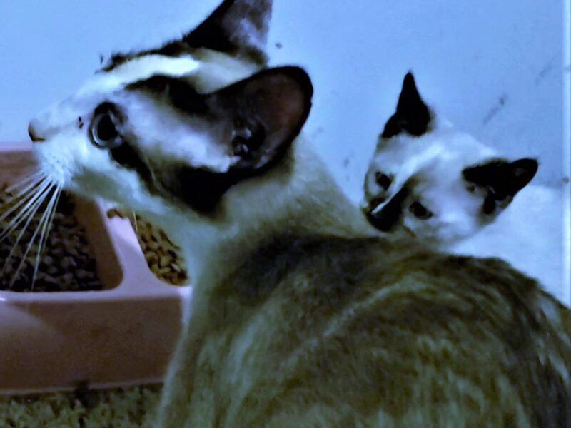 Beautiful Snowshoe Siamese Kittens