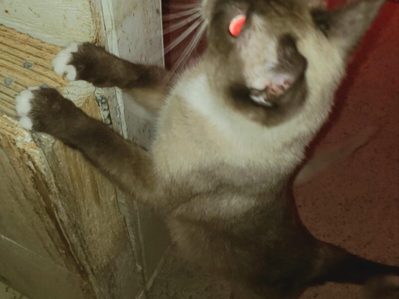 Beautiful Snowshoe Siamese Kittens