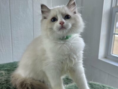 AllStar Ragdolls - Dawn Male 1 - Blue Bicolor