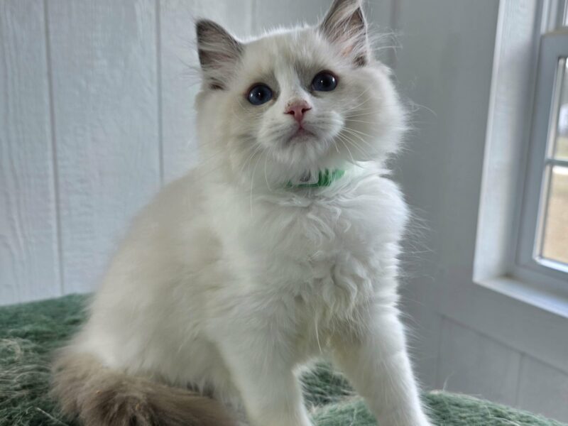 AllStar Ragdolls - Dawn Male 1 - Blue Bicolor