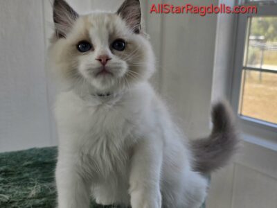 Allstar Ragdolls - Dawn Male 3 - Blue Bicolor