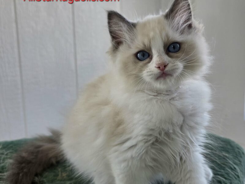 AllStar Ragdolls - Dawn Male 4 - Blue Bicolor