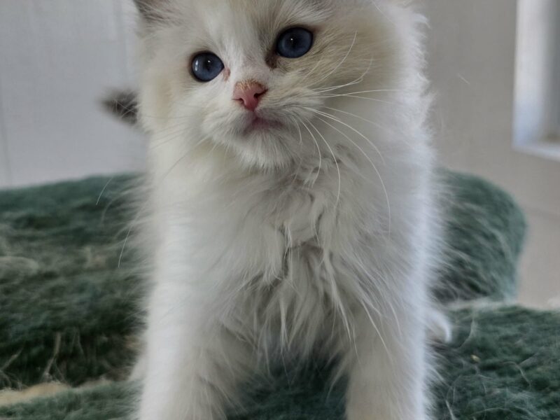 AllStar Ragdolls - Dawn Male 5 - Blue Bicolor