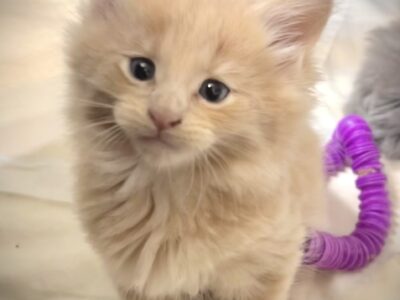 Maine Coon American Bobtail