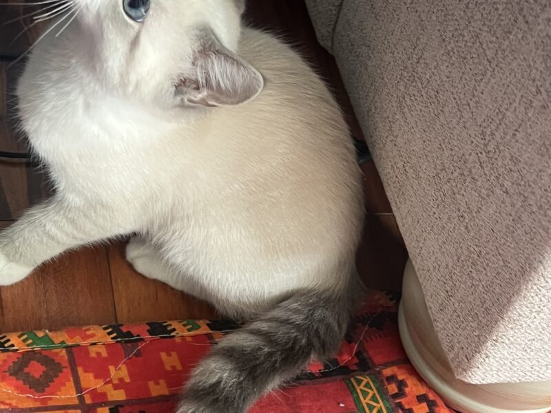 Beautiful Siberian Kitten Sweet & Playful Companion