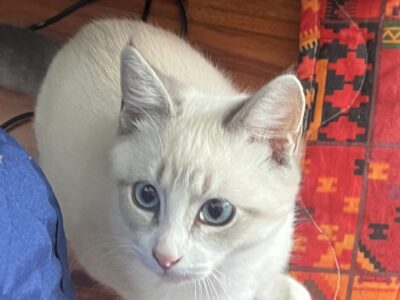 Beautiful Siberian Kitten Sweet & Playful Companion