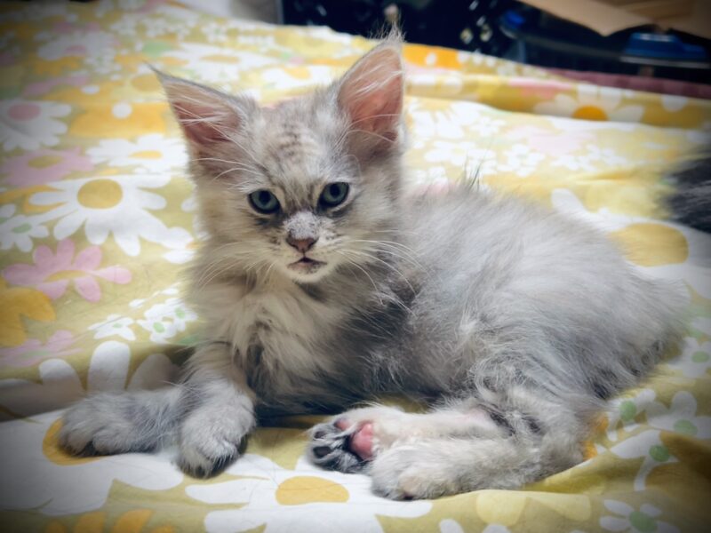Maine Coon American Bobtail
