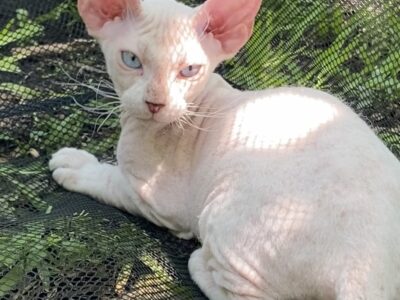 Female Donskoy
