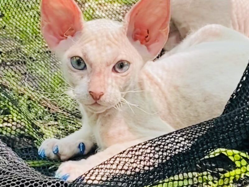 Female Donskoy