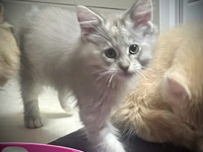 Maine Coon American Bobtail