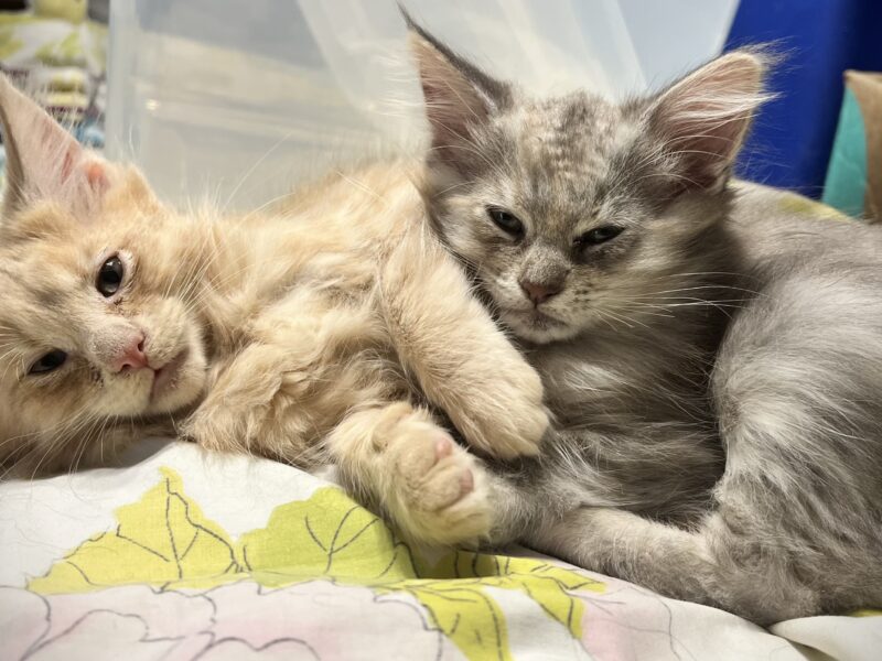 Maine Coon American Bobtail