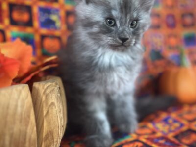 Maine coon male
