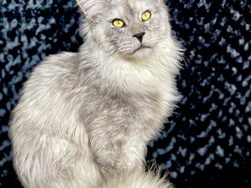 Maine coon male