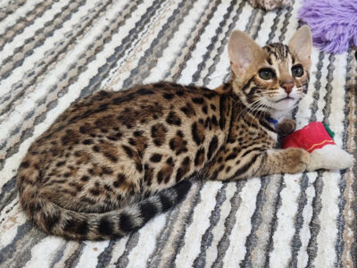 Six Upcoming Litters in the Next Two Months!!!