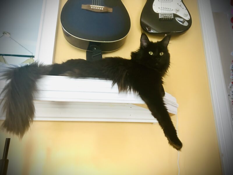 Maine coon male