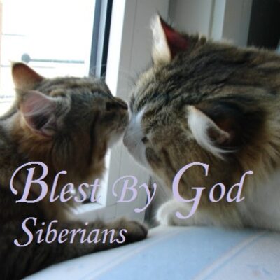 Blest By God Cattery