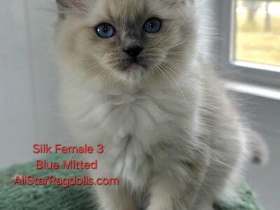 AllStar Ragdolls - Silk Female 3 - Blue Mitted