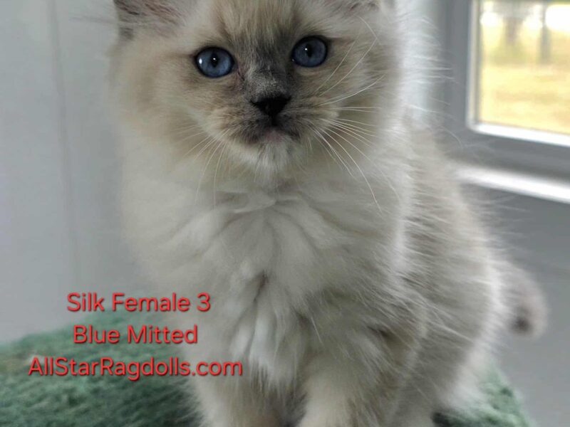 AllStar Ragdolls - Silk Female 3 - Blue Mitted