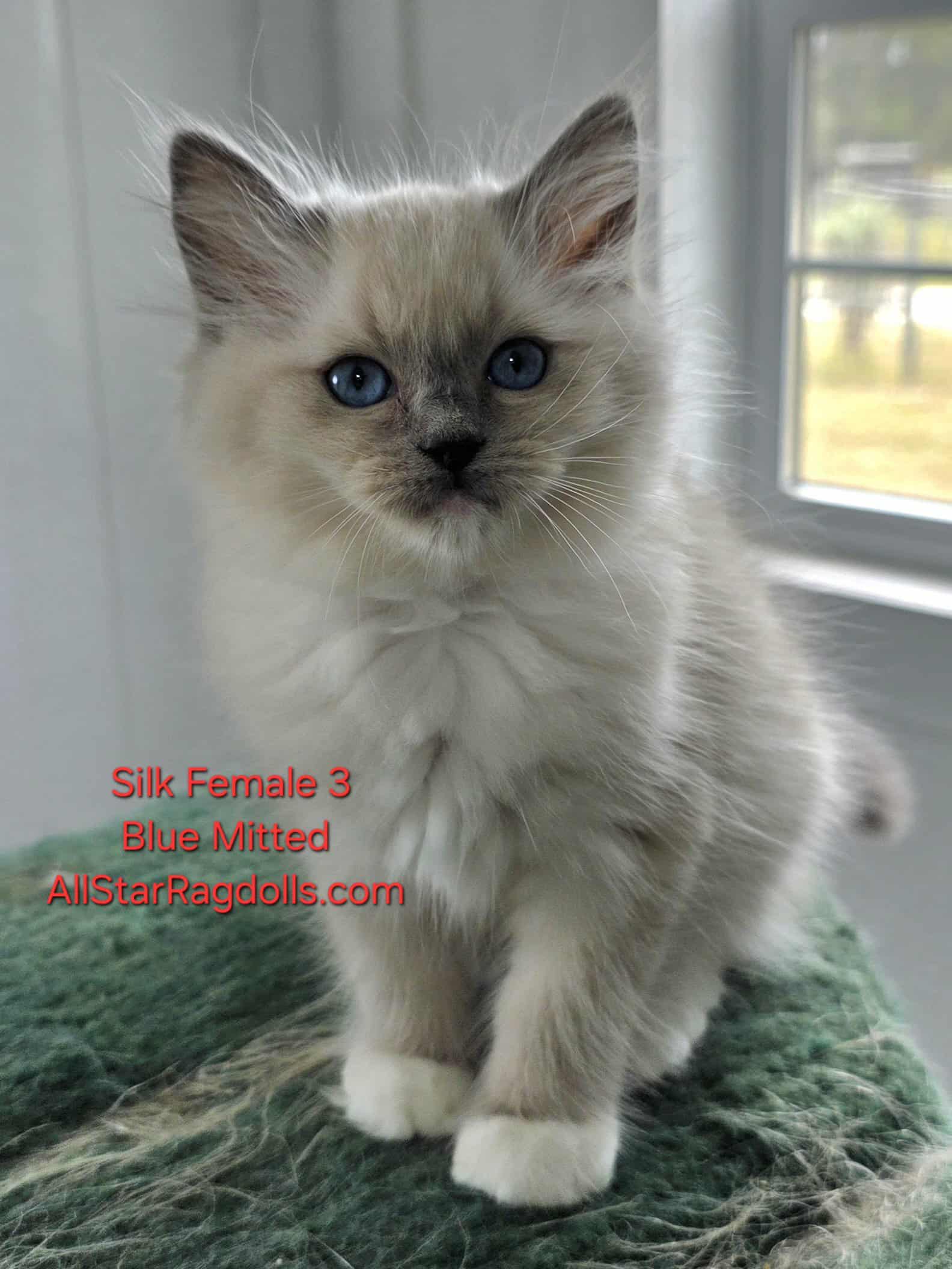 AllStar Ragdolls - Silk Female 3 - Blue Mitted - thekittenfinder.com