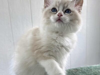 AllStar Ragdolls - Silk Female 5 - Blue Linx Bicolor