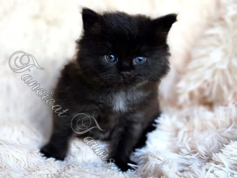 Burgundy Collar Girl
