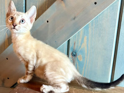 Silver Marble Lynx Boy