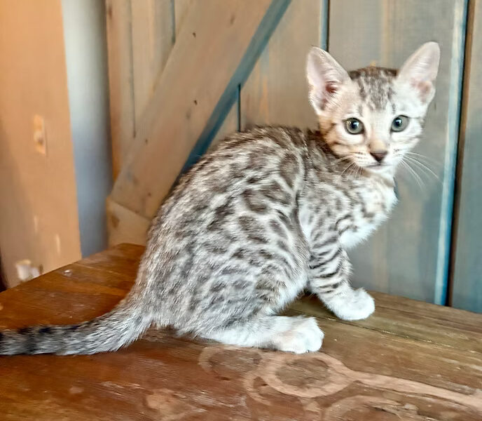 Silver Spotted Girl