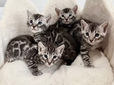 Two Silver Male Bengal Kittens Available!